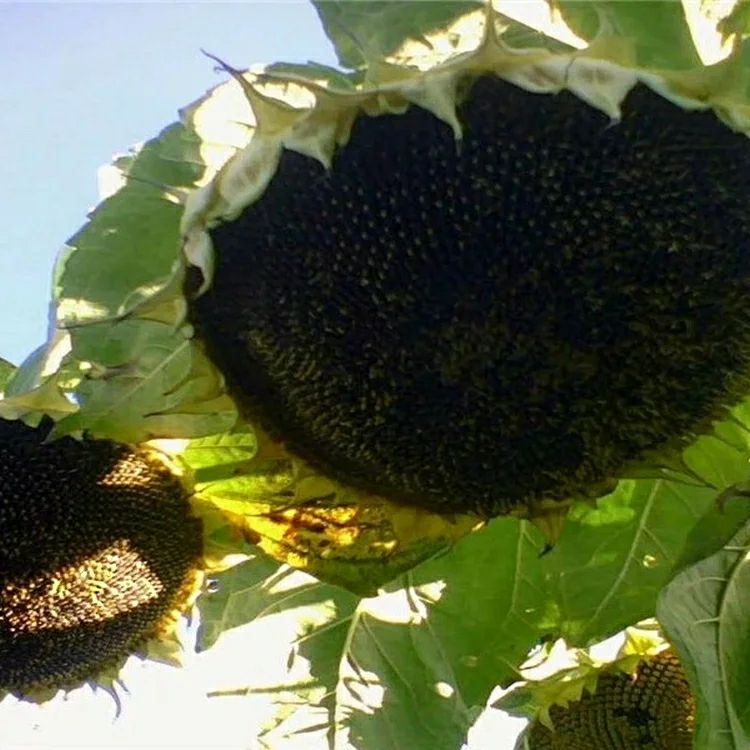  大型磨盘向日葵种子